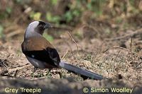 Grey Treepie - Dendrocitta formosae