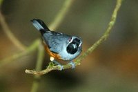 Black faced Monarch