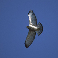 Broad-winged Hawk (Buteo platypterus) photo