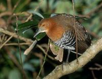 Slaty-legged Crake (Rallina eurizonoides) photo