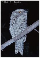 Tawny Frogmouth - Podargus strigoides