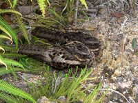 Diabolical Nightjar - Eurostopodus diabolicus