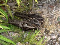 Diabolical Nightjar - Eurostopodus diabolicus