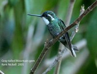 Gray-tailed Mountain-gem - Lampornis cinereicauda