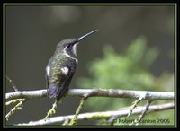 Purple-throated Woodstar - Calliphlox mitchellii