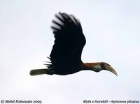 Blyth's Hornbill - Aceros plicatus