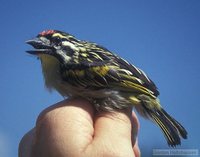 Red-fronted Tinkerbird - Pogoniulus pusillus