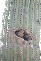 Gila Woodpecker - Melanerpes uropygialis