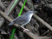 Silvered Antbird - Sclateria naevia