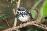 Spot-backed Antbird - Hylophylax naevius