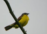 Rusty-margined Flycatcher - Myiozetetes cayanensis