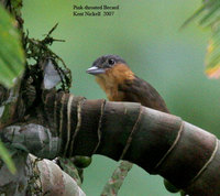 Pink-throated Becard - Pachyramphus minor