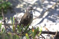 Cape Wagtail - Motacilla capensis