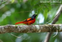 Scarlet Minivet - Pericrocotus flammeus