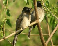 White-spectacled Bulbul - Pycnonotus xanthopygos