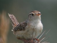 Sedge Wren - Cistothorus platensis