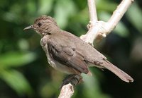 Black-billed Thrush - Turdus ignobilis