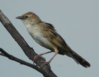 Bristled Grassbird - Chaetornis striatus