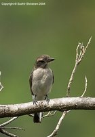 Common Woodshrike - Tephrodornis pondicerianus