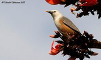 Chestnut-tailed Starling - Sturnia malabarica