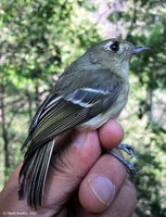 Hutton's Vireo - Vireo huttoni