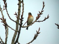 Brambling - Fringilla montifringilla