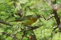 Nashville Warbler - Vermivora ruficapilla