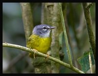 White-lored Warbler - Basileuterus conspicillatus