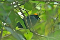 Tawny-crested Tanager - Tachyphonus delatrii