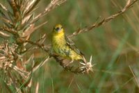 Stripe-tailed Yellow-Finch - Sicalis citrina