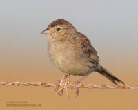 Cassin's Sparrow - Aimophila cassinii