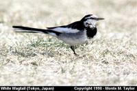 White Wagtail  (Tokyo, Japan)