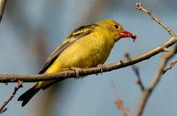 Western Tanager