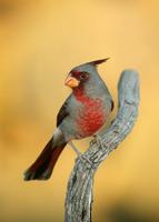 Pyrrhuloxia, male, Ramirez Ranch, Roma, TX