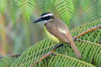 Benteveo Com??n - Great Kiskadee - Pitangus suphuratus