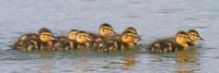 Mallard Ducklings