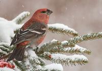 Pine Grosbeak