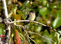 Black-capped Flycatcher close-up and on our way to Oro Verde  