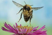 Bumblebee ( Bombus pascuorum ) stock photo