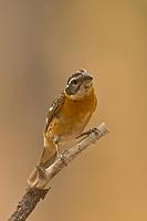 Black Headed Grosbeak ( Pheucticus melanocephalus ) , Gila National Forest , New Mexico stock ph...