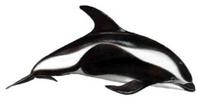 Hourglass dolphin