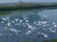 Egret