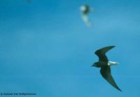 White-winged Black Tern Chlidonias leucopterus