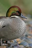 Falcated Duck, San Diego, CA