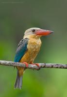 Stork-billed Kingfisher