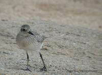 Grey Plover (Black-Bellied Plover) Pluvialis squatarola 개꿩