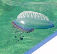 Physalia physalis Portuguese Man o' War