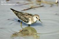 Calidris temminckii , 흰꼬리좀도요 - Temminck's Stint