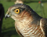 Sparrowhawk (Accipiter nisis)