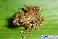 : Craugastor xucanebi
